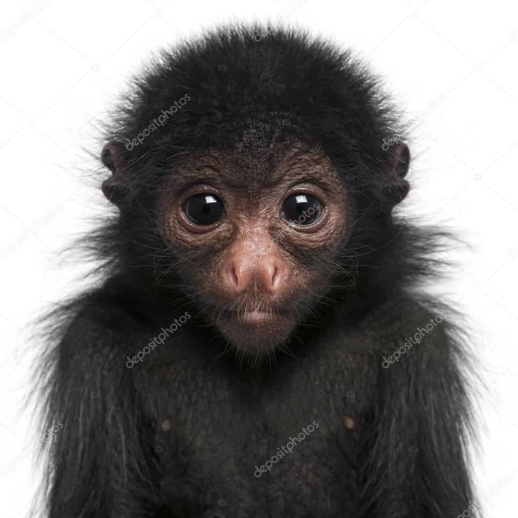 Red-faced Spider Monkey, Ateles paniscus, 3 months old, in front