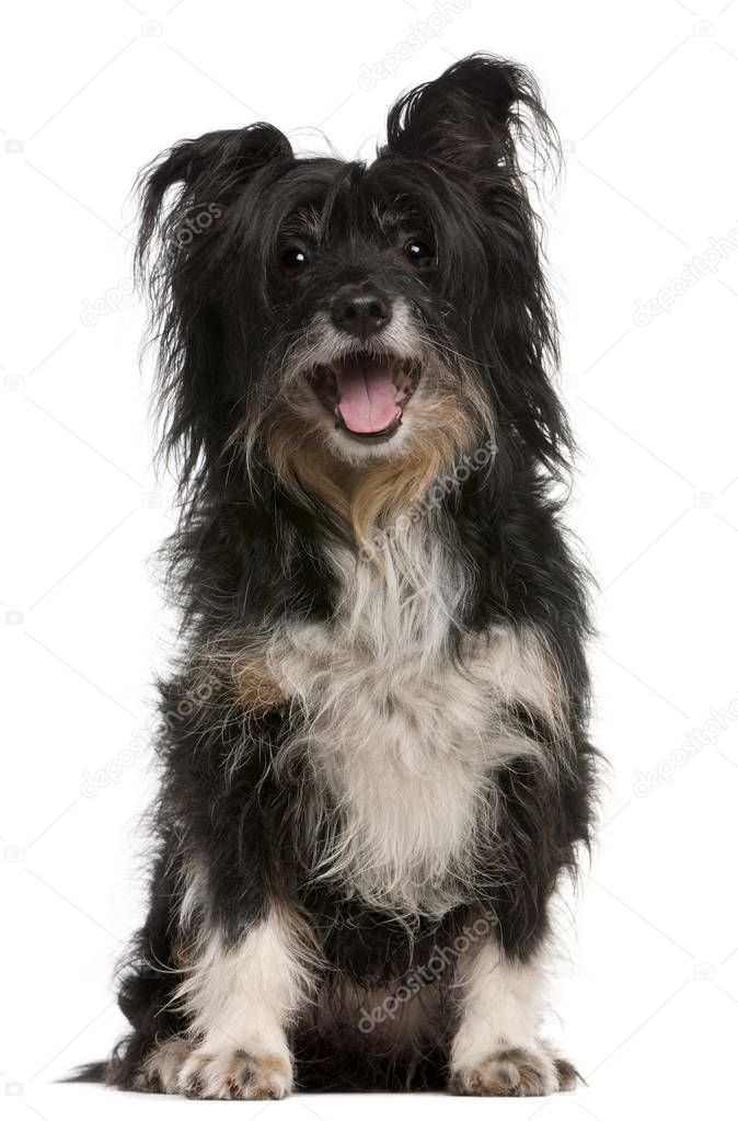 Mixed-breed dog, 10 years old, sitting in front of white backgro