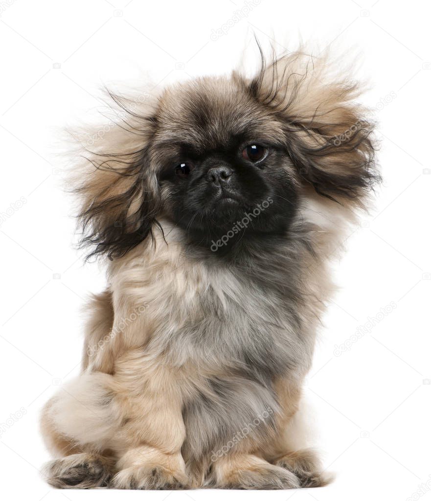 Pekingese puppy with windblown hair, 6 months old, sitting in front of white background