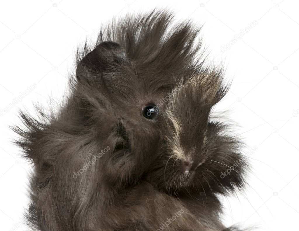 Young Peruvian guinea pig, 2 months old, in front of white background