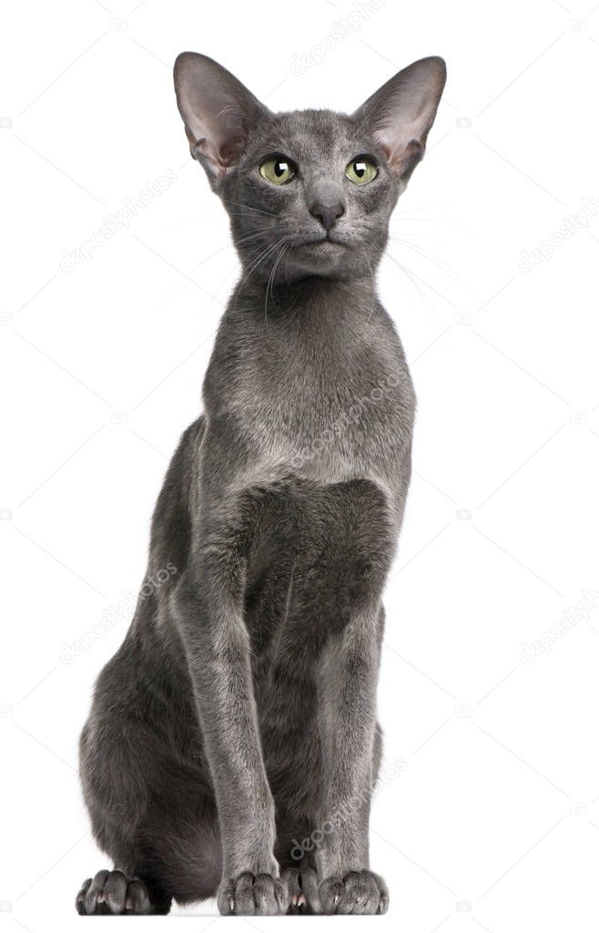 Oriental Shorthair cat, 10 months old, sitting in front of white background