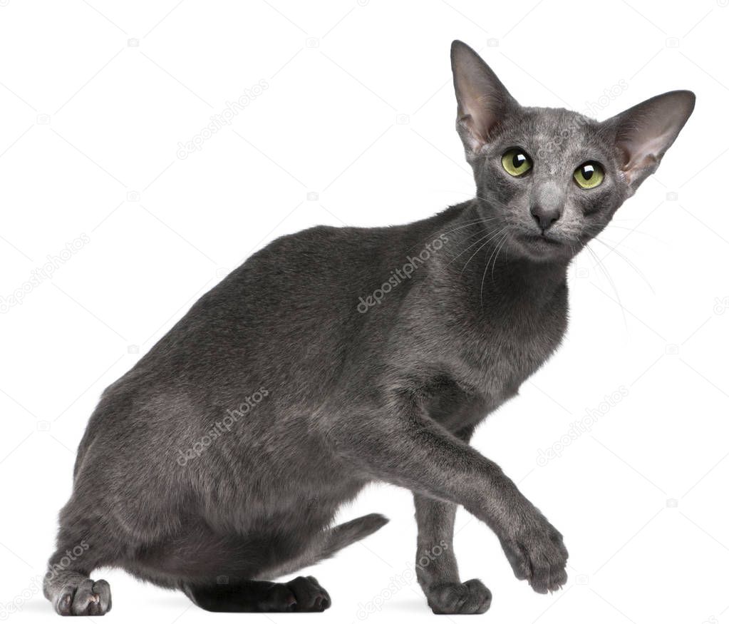 Oriental Shorthair cat, 10 months old, in front of white background