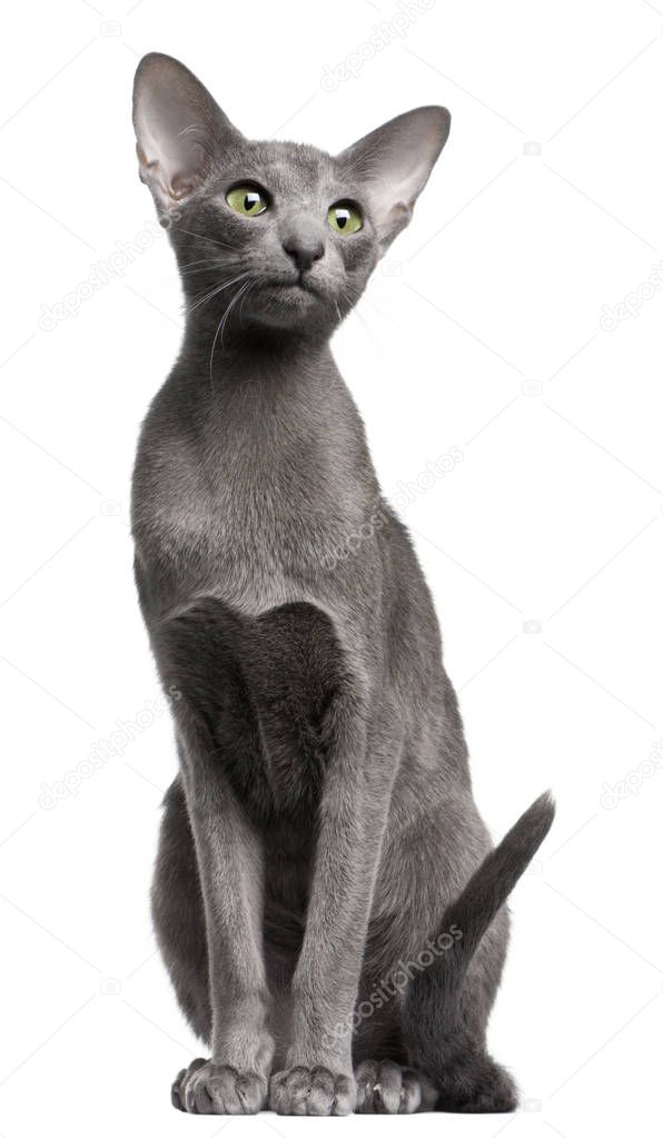 Oriental Shorthair cat, 10 months old, sitting in front of white background