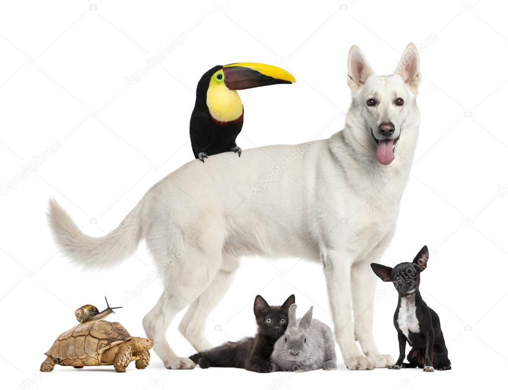 Berger Blanc Suisse, turtle, snail