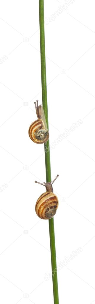 Two White Garden Snails or Mediterranean snail, Theba pisana, in front of white background