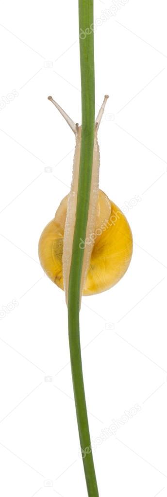 Grove snail or Brown-lipped snail, Cepaea nemoralis, without dark bandings in front of white background