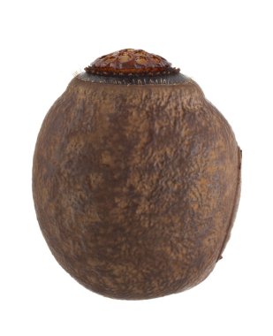 böcek sopa - Cranidium gibbosum yumurta