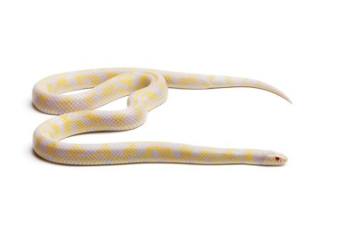 Albino abberant Doğu kingsnake veya ortak kingsnake, Lamprope