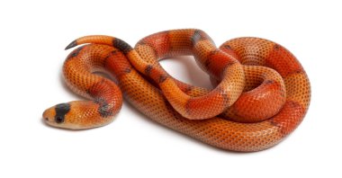 Üç renkli ters Honduras süt yılan, Lampropeltis triangulum ho