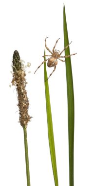 Avrupa Bahçe örümcek, beyaz arka plan önünde çimen sapları üzerinde araneus diadematus