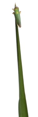 Yeşil Leafhoppers, beyaz arka plan önünde Cicadella viridis
