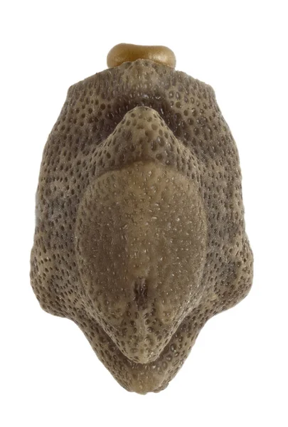 Oeuf d'insecte bâton - Mnesilochus latifemur — Photo