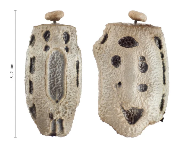 Αυγό από έντομο ραβδί με μετρήσεις - Lonchodes philippinicus — Φωτογραφία Αρχείου