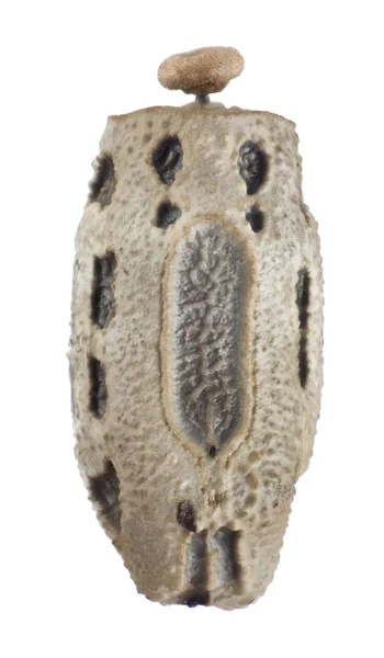 Яйцо палочки насекомое - Lonchodes philippinicus — стоковое фото