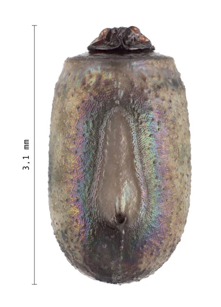 Huevo de insecto palo con medidas - Myronides sp (Peleng / S —  Fotos de Stock
