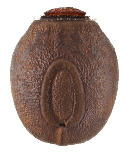 Ägg av pinnen insekt - Cranidium gibbosum — Stockfoto