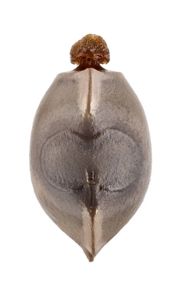 Ei eines Stockinsekts - phobaeticus serratipes — Stockfoto