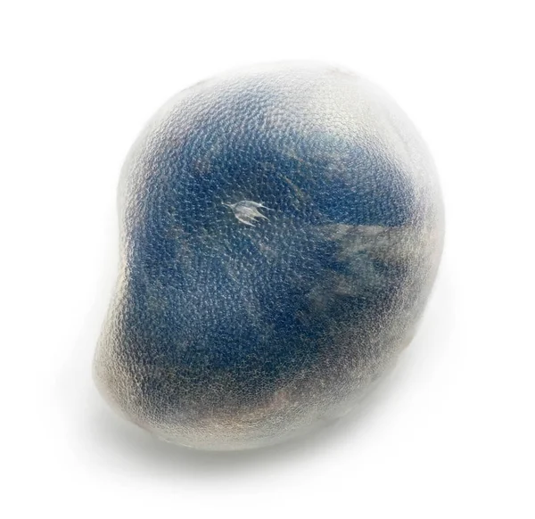 Huevo de gusano de seda - Bombyx mori — Foto de Stock