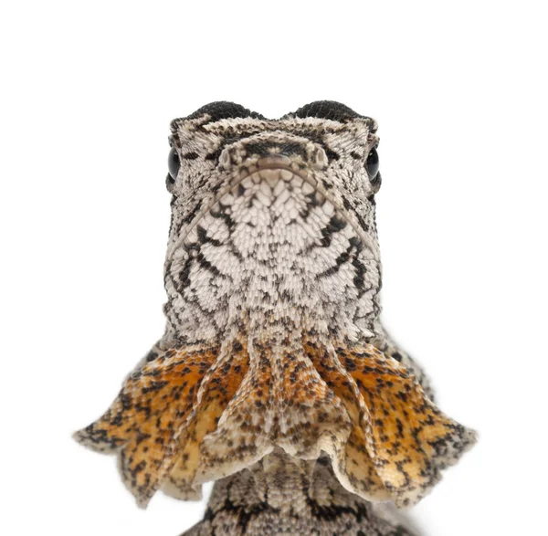 Close-up de lagarto Frill-Necked também conhecido como o lagarto frilled — Fotografia de Stock