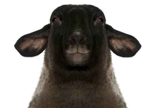 Samice owiec suffolk, ovis aries, 2 lat, portret przed białym tle — Zdjęcie stockowe