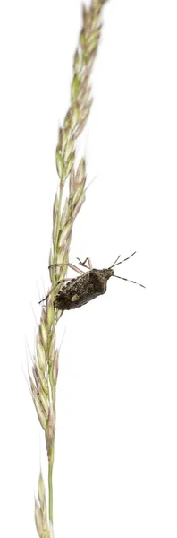 Ευρωπαϊκό βρώμα bug, Rhaphigaster nebulosa, αναρρίχηση χλόης λευκό φόντο — Φωτογραφία Αρχείου