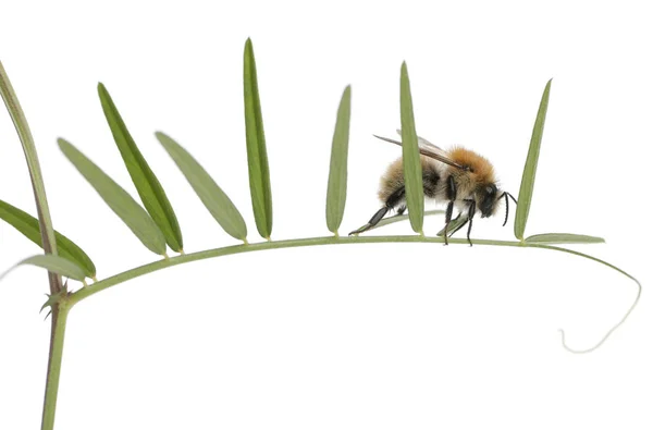 Közös kártyás-méh, Bombus pascuorum, a fehér háttér előtt növény — Stock Fotó