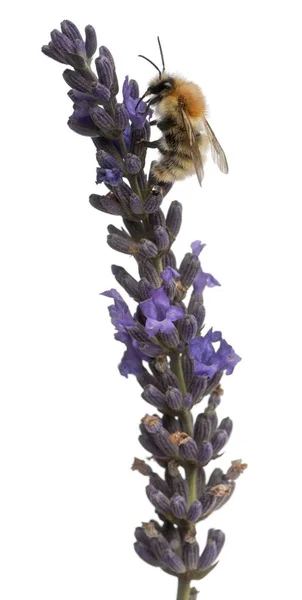Wspólne Carder Pszczoła, Bombus pascuorum, na roślin przed białym tle — Zdjęcie stockowe