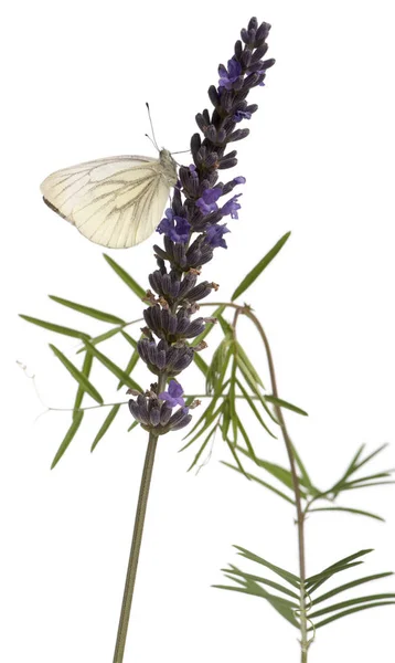 Verde veteado Blanco, Pieris napi, sobre flor púrpura delante de fondo blanco — Foto de Stock