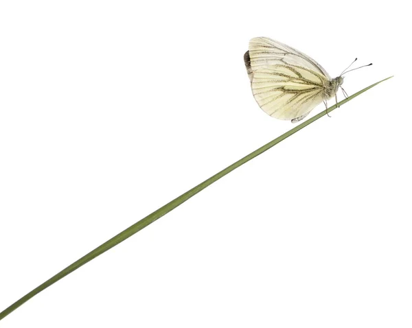 Bianco venato verde, Pieris napi, su erba davanti a sfondo bianco — Foto Stock