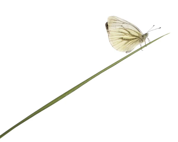 Verde veteado Blanco, Pieris napi, sobre hierba delante de fondo blanco —  Fotos de Stock