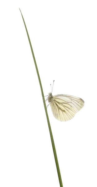 Branco de veios verdes, Pieris napi, na grama na frente do fundo branco — Fotografia de Stock