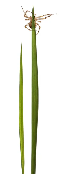 Krzyżak ogrodowy, araneus diadematus, na trawie wynika z przodu białe tło — Zdjęcie stockowe