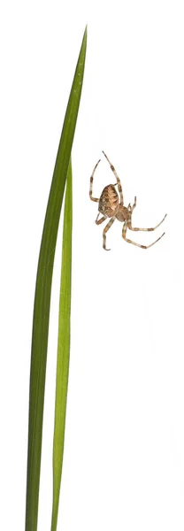 European garden spider, Araneus diadematus, on grass stems in front of white background — Stock Photo, Image