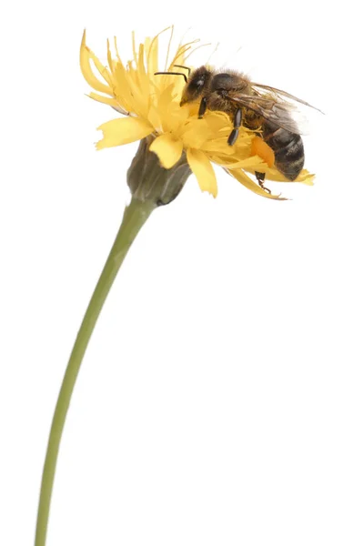 Abeja de miel occidental o abeja melífera europea, Apis mellifera, llevando polen delante de fondo blanco —  Fotos de Stock