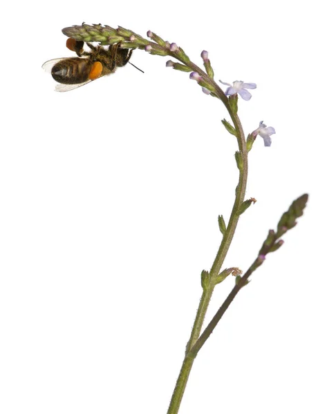 西方蜜蜂或欧洲蜜蜂，蜜蜂，携带花粉在白色背景前 — 图库照片