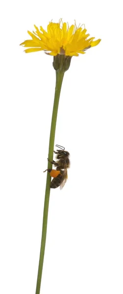 Westliche Honigbiene oder europäische Honigbiene, apis mellifera, trägt Pollen vor weißem Hintergrund — Stockfoto