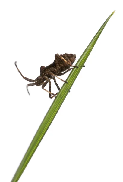 Dock bug, Coreus marginatus, na frente do fundo branco — Fotografia de Stock