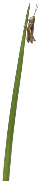 グラスホッパーは、白い背景の前に植物の茎の chorthippus スズメ — ストック写真