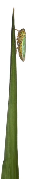 Zöld kabócák, Cicadella viridis, fehér háttér előtt — Stock Fotó
