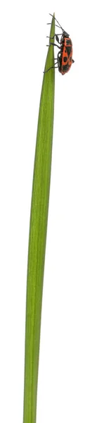 Insetto vegetale senza profumo, Corizus hyoscyami, su filo d'erba su sfondo bianco — Foto Stock