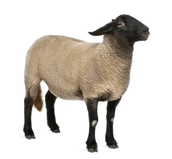 Female Suffolk sheep, Ovis aries, 2 years old, standing in front of white background Stock Photo