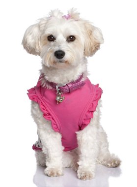 Malta köpek (6 yaşında giyinmiş)