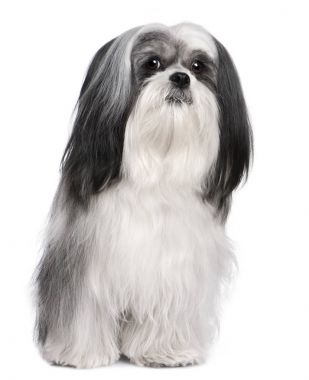 Lhasa Apso (4 yaşında)