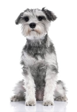 (7 ay eski oturan gri standart Schnauzer köpek yavrusu)