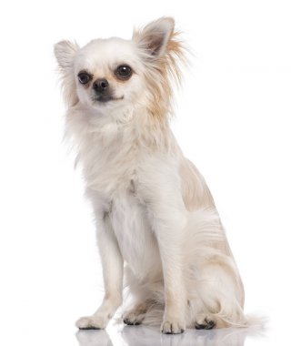 Bej chihuahua (17 aylık oturma)