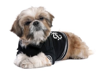 Shih Tzu (6 yaşında giyinmiş)