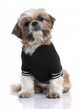 Shih Tzu (6 yaşında giyinmiş)
