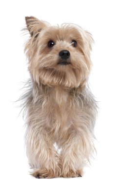 Yorkshire Terrier (3 yaşında)