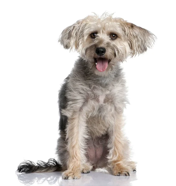 Mixed-Breed Dog with a yorkshire — Stock Photo, Image