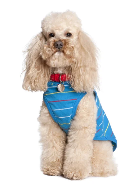 Poodle dressed-up — Stock Photo, Image